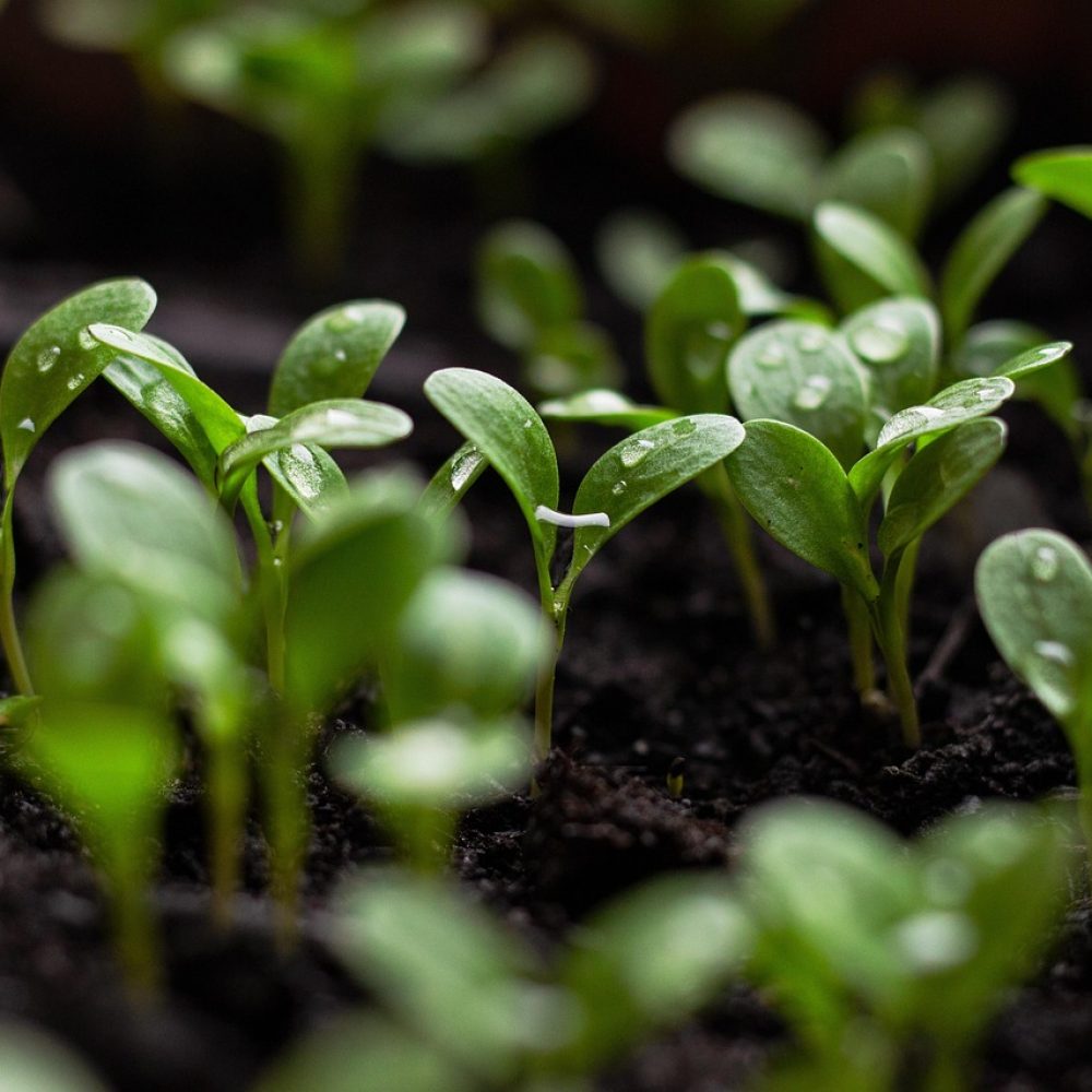 seedlings, soil, spring flowers, bloom, blooming flower, garden background, green aesthetic, green city, urban gardening, water drop, nature background, nature green, water, green background, nature, garden flowers, spring background, sustainability, sustainable, earth day